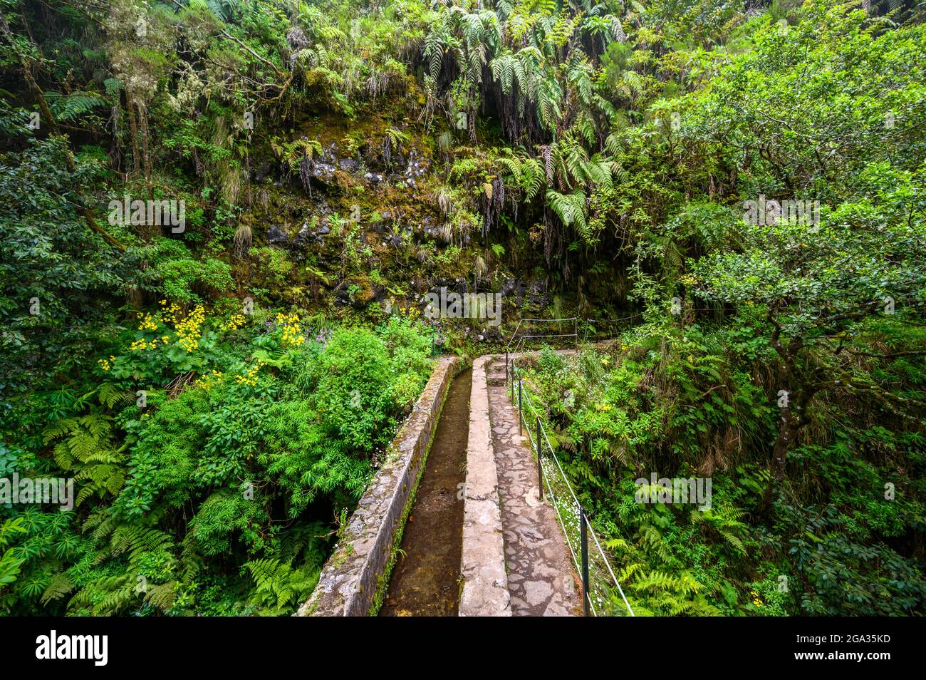 Levada do Caldeirão - hiking path in the forest in Levada do Caldeirao Verde Trail - tropical scenery on Madeira island, Portugal. Stock Photo