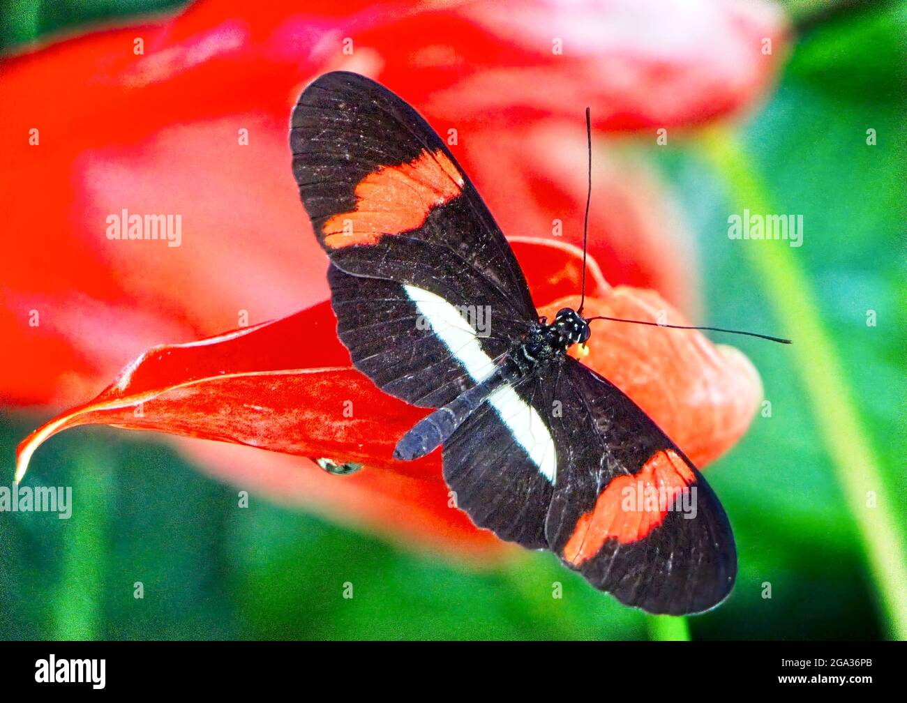 Butterfly, Calgary Zoo Alberta Stock Photo Alamy