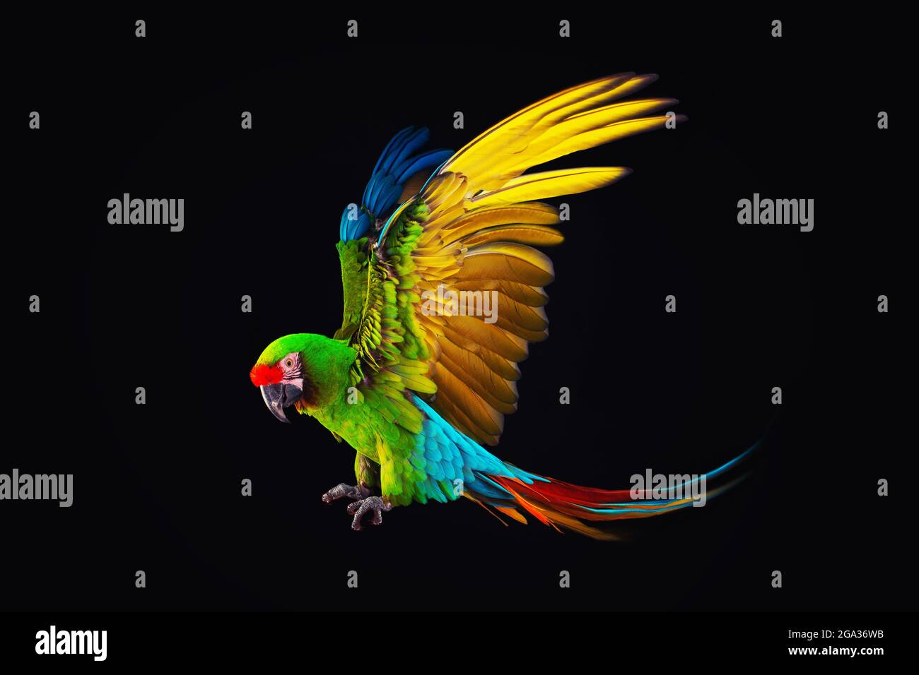 Flying Macaw Parrot isolated on black background Stock Photo
