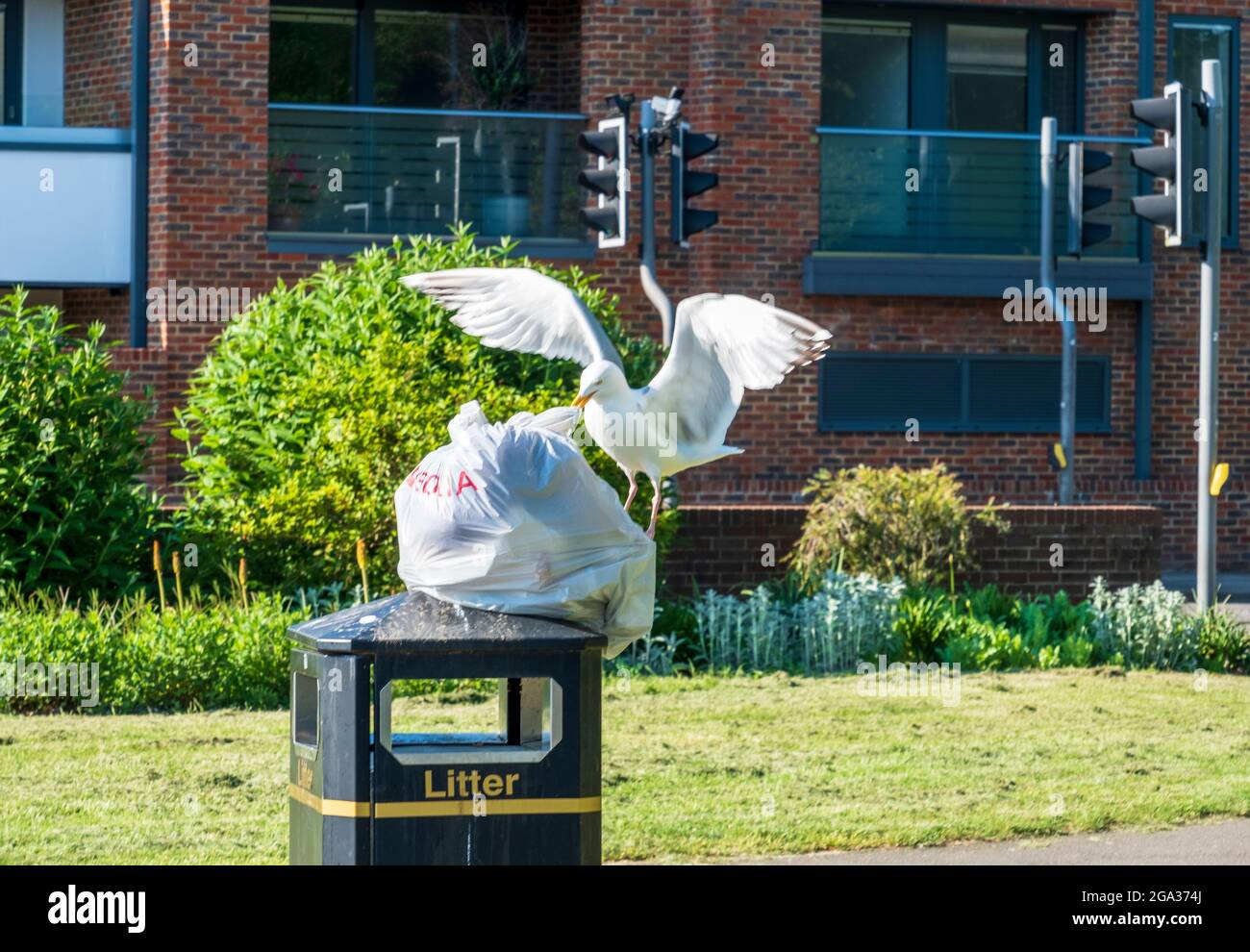Gull scavenging a rubbish bag, left on top of a litter bin, in a park Stock Photo