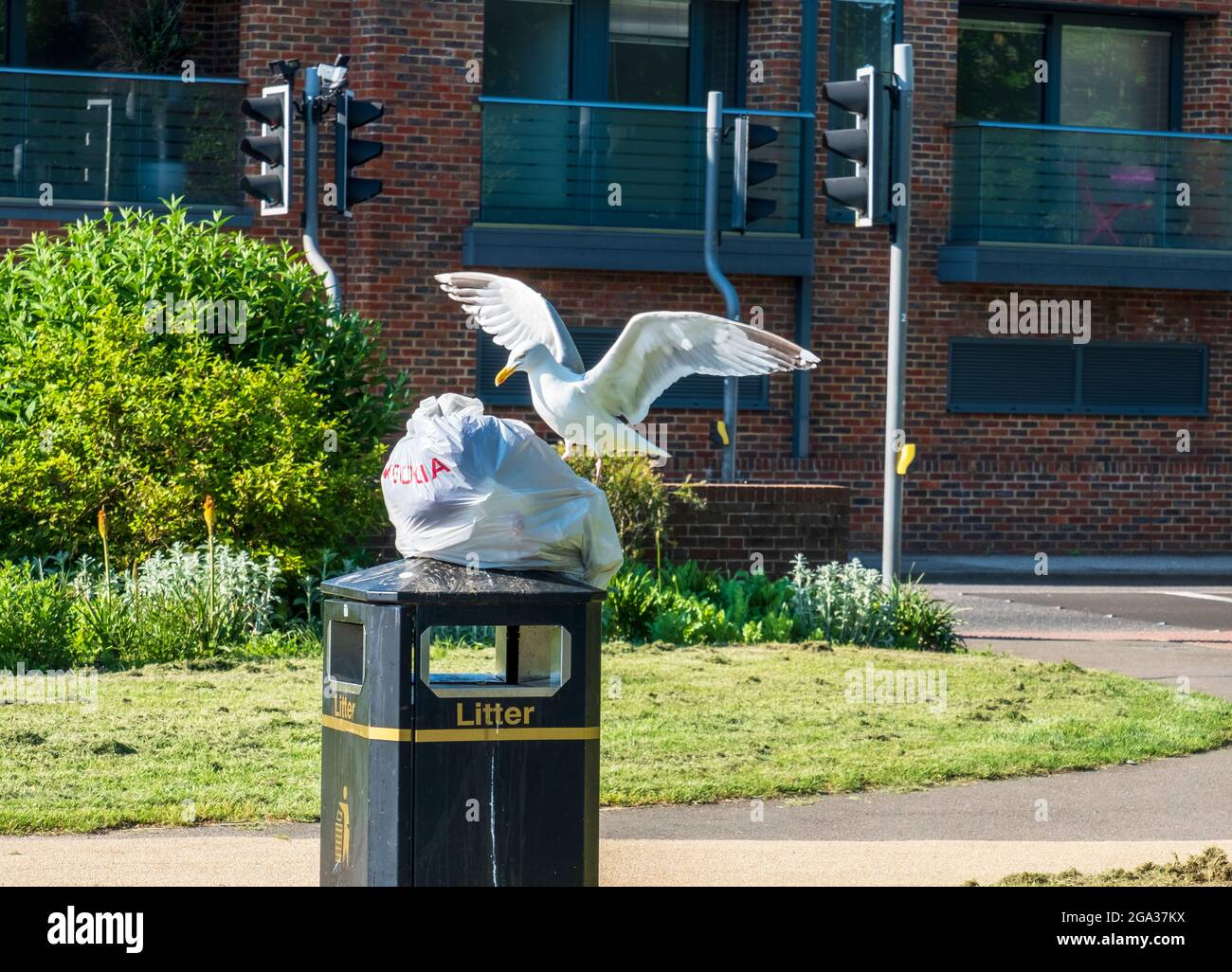Litter bin park hi-res stock photography and images - Alamy