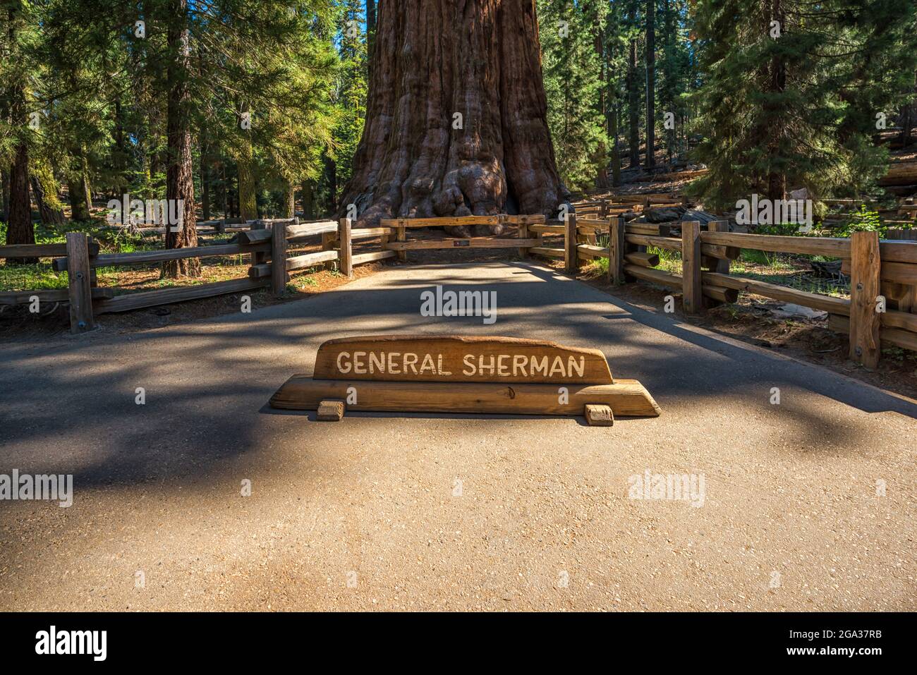 The iconic General Sherman Tree. Sequoia National Park, California, USA. Stock Photo