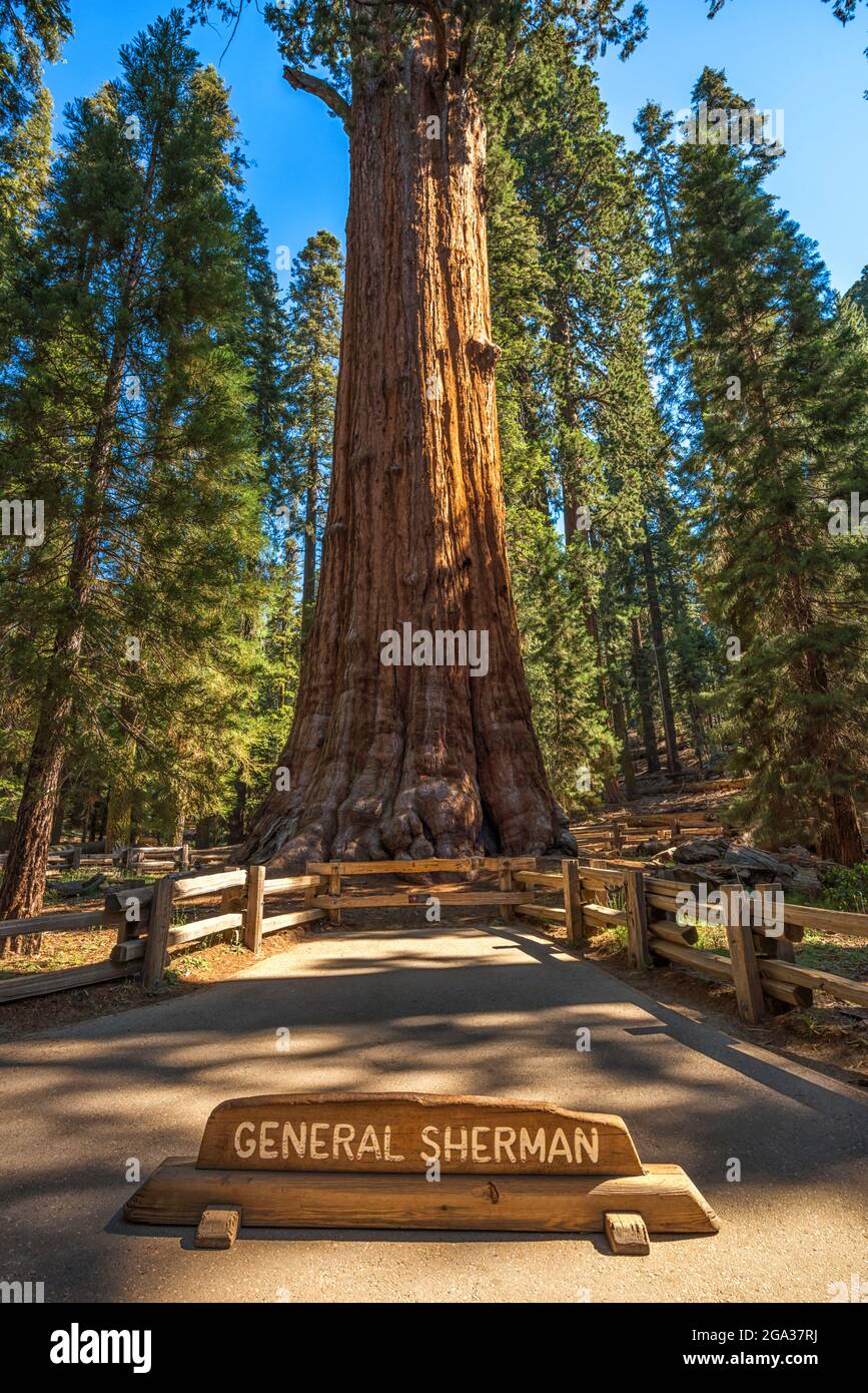 The iconic General Sherman Tree. Sequoia National Park, California, USA. Stock Photo