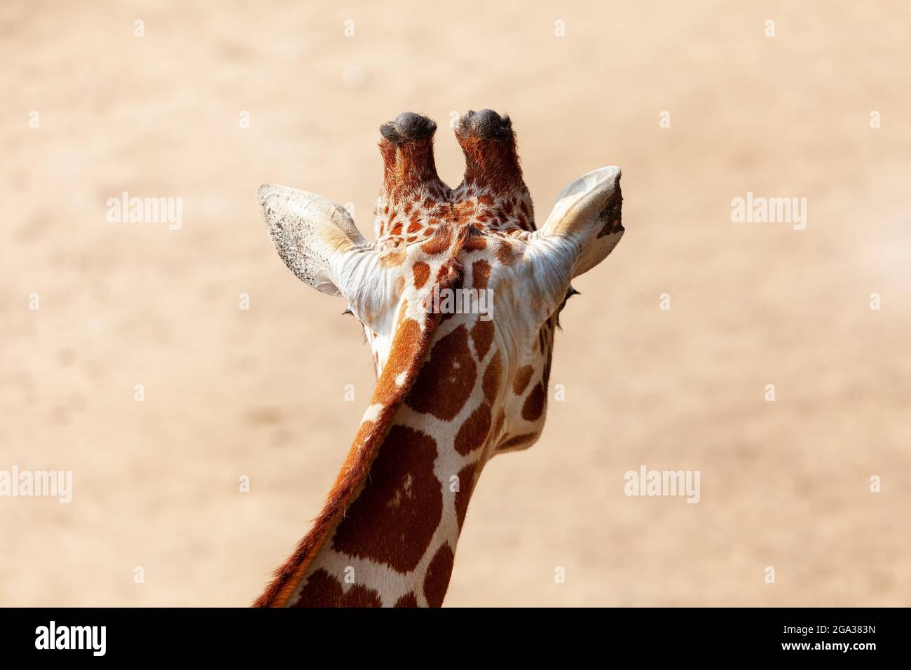 Rear view of giraffe head . Wild herbivorous animal . Animal head with small horns Stock Photo