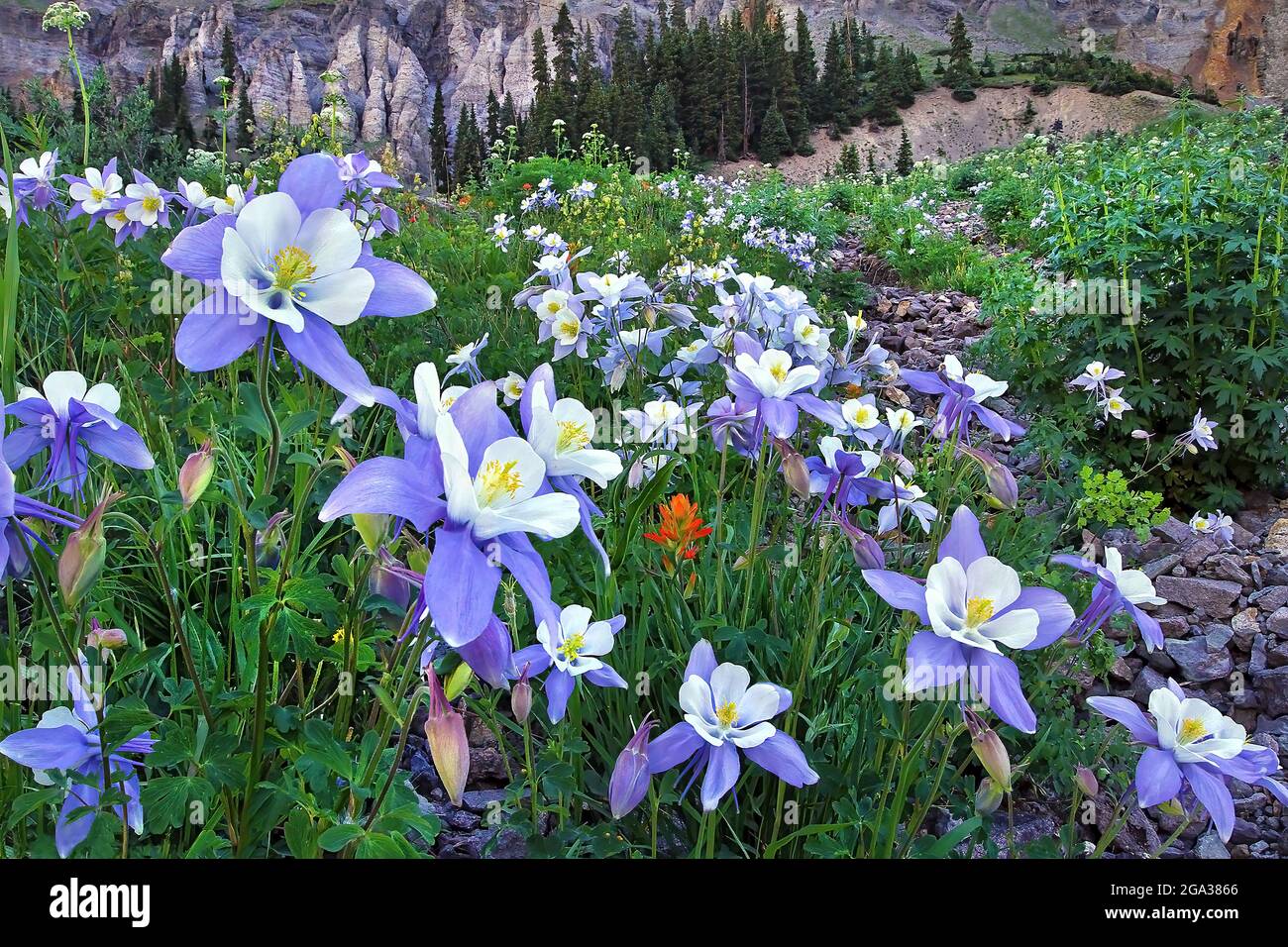 Wild Columbine flowers (Aquilegia caerulea) and Indian paintbrush (Castilleja) blooming in a meadow in a valley surrounded  by rugged San Juan Moun... Stock Photo