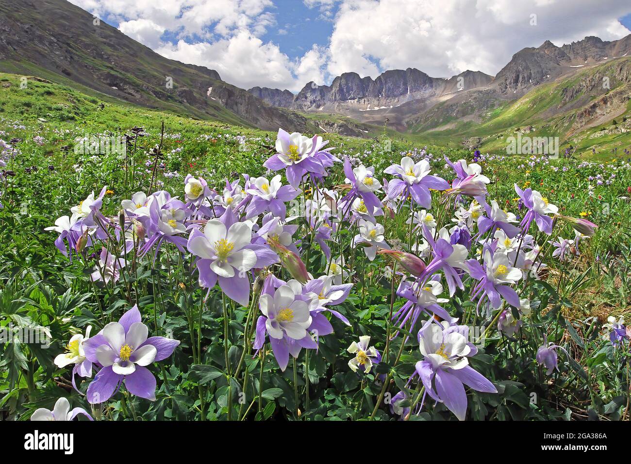 Wild columbine flowers (Aquilegia coerulea) in purple and white blooming in a meadow in a valley surrounded  by rugged San Juan Mountains in the Am... Stock Photo