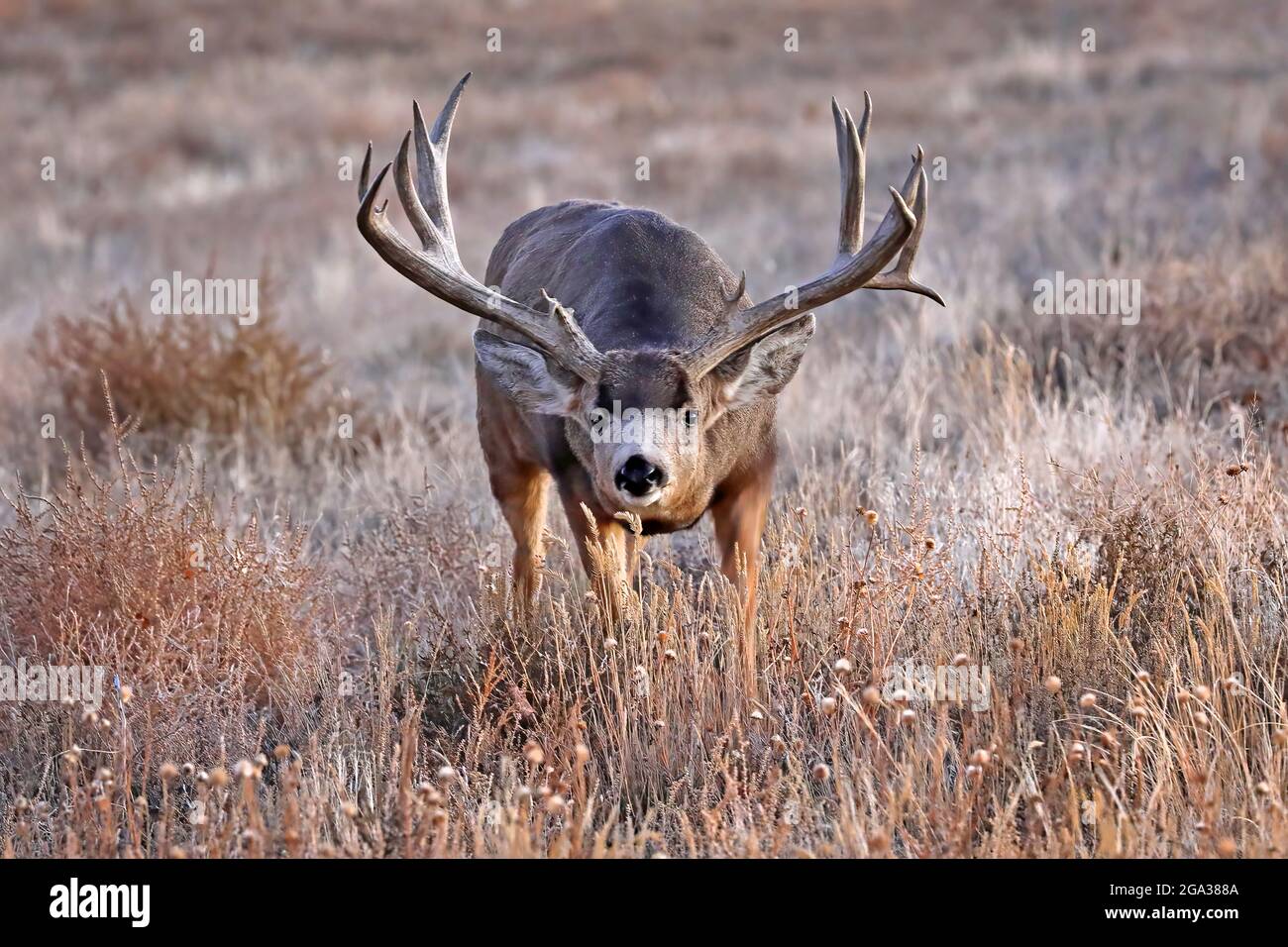 Mule deer buck (Odocoileus hemionus) with large antlers standing in a field of brush staring at the camera; Colorado, United States of America Stock Photo