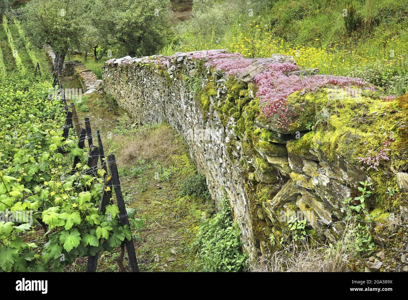 Rows of vines in a vineyard and a mossy stone wall with wildflowers, Douro Valley, near Obidos, Portugal; Portugal Stock Photo