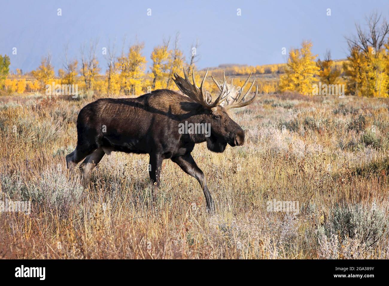 Bull Shiras moose (Alces alces shirasi) moving across a field of brush in autumn, Grand Teton National Park; Wyoming, United States of America Stock Photo