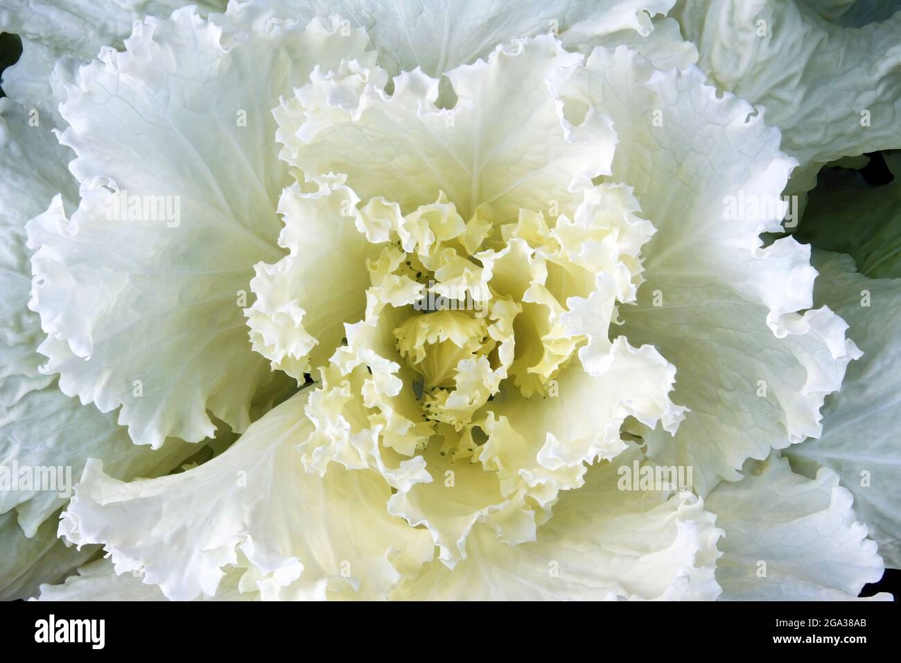 Close-up detail of the white petals on a blossom; Napa Valley, California, United States of America Stock Photo