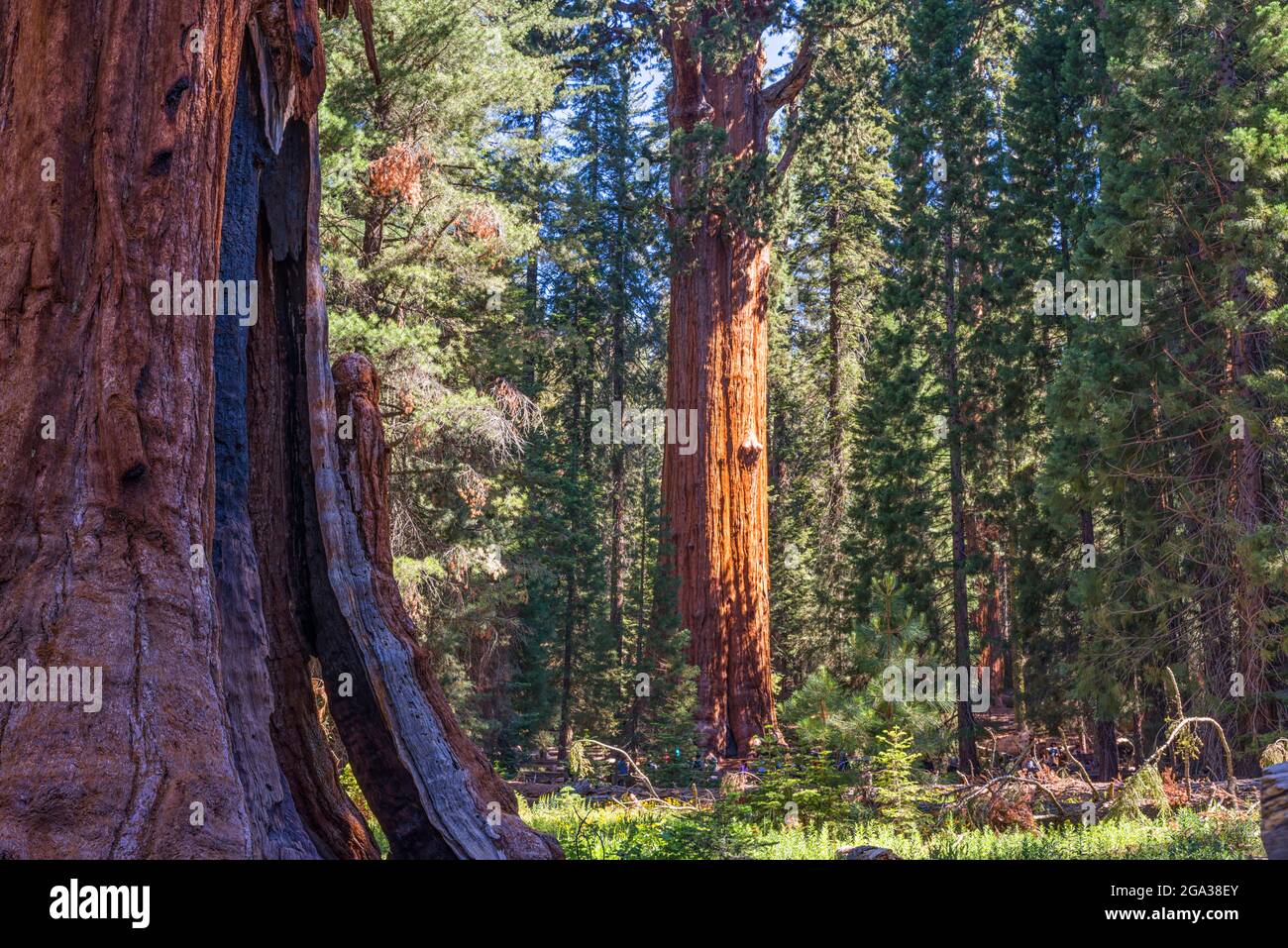 Sequoia National Park, California, USA. The iconic General Sherman Tree. Stock Photo