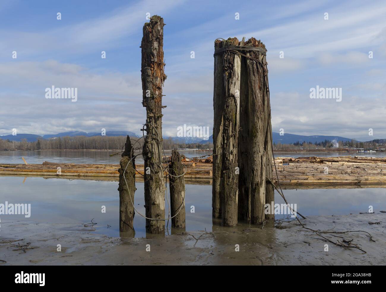 Weathered pilings at Brae Island Regional Park; Fort Langley, British Columbia, Canada Stock Photo