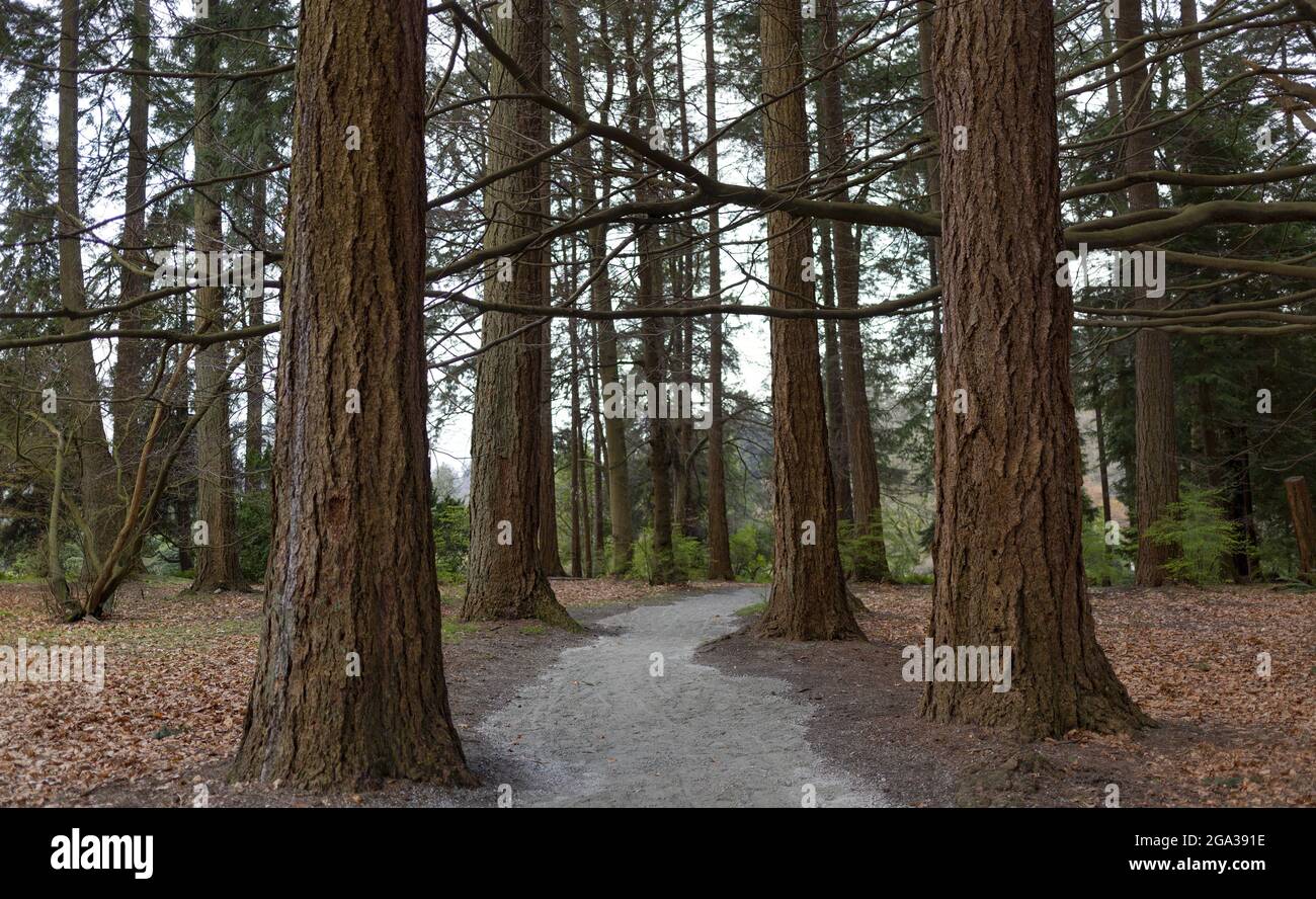 A trail leading through a forest of evergreen trees on the Canadian