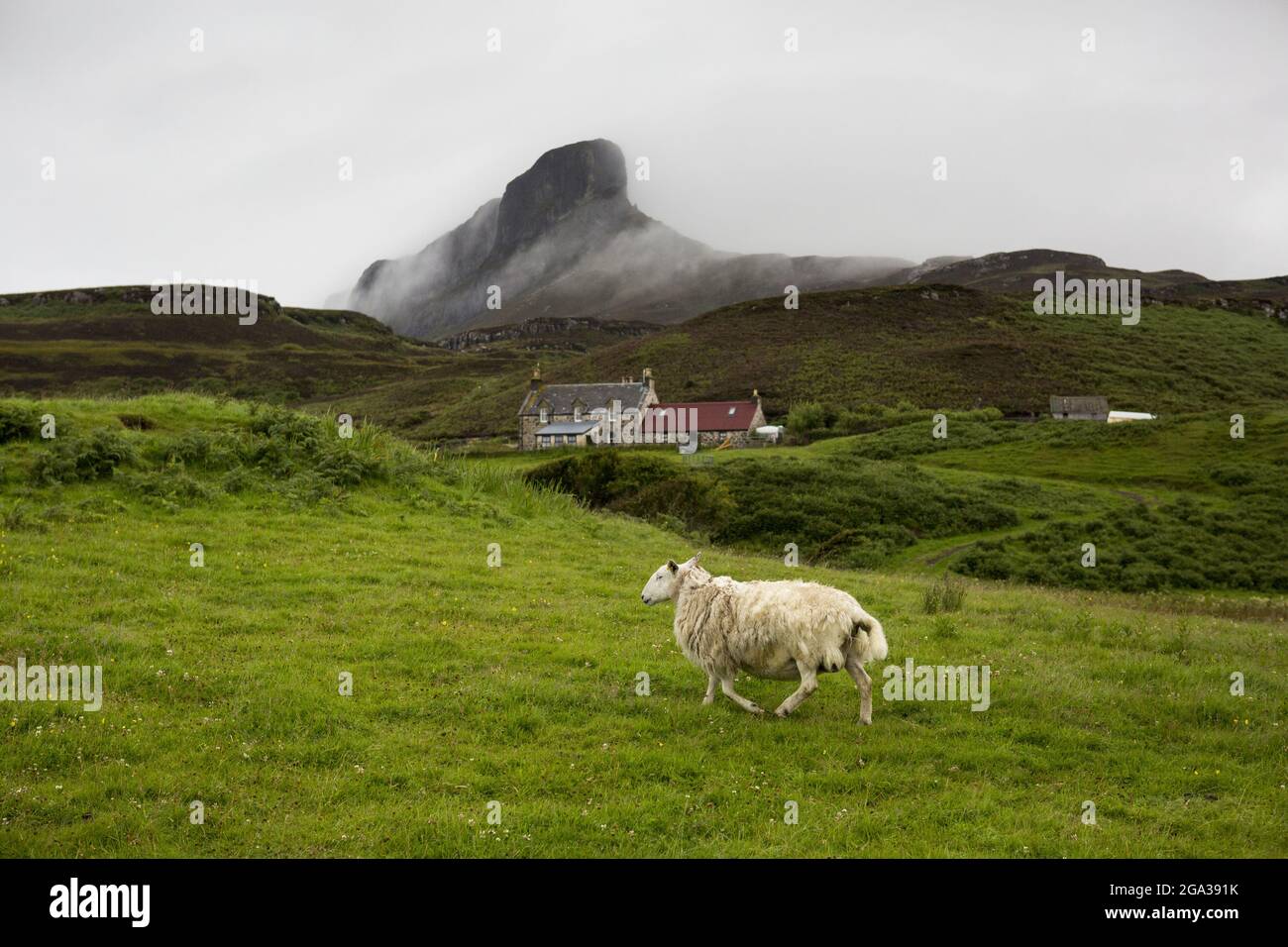 A cottage and lone sheep dot the landscape in front of the peak of An Sgurr, Isle of Eigg, Scotland; Isle of Eigg, Scotland Stock Photo