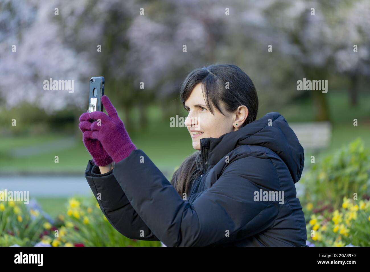 Middle aged woman taking a picture of her view with a smartphone while sitting in Stanley Park during the day; Vancouver, British Columbia, Canada Stock Photo