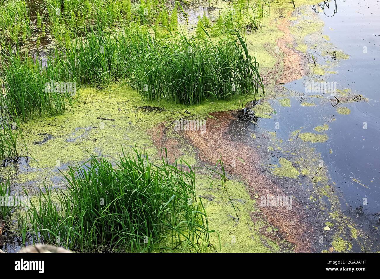 Pond edge covered in green duckweed plant Stock Photo