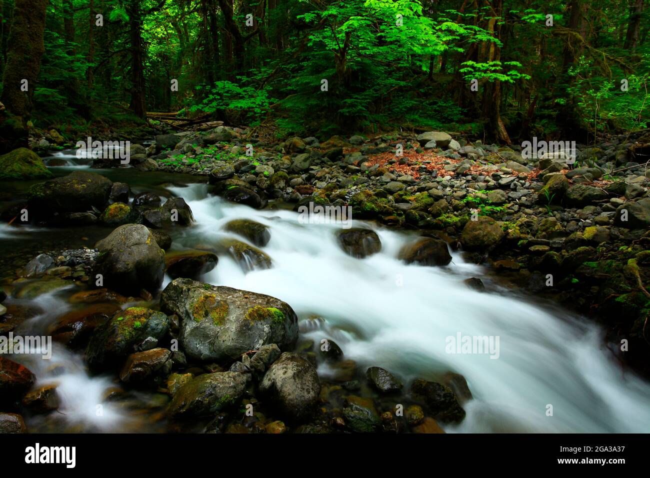 A Exterior Picture Of An Pacific Northwest Rainforest River Stock Photo