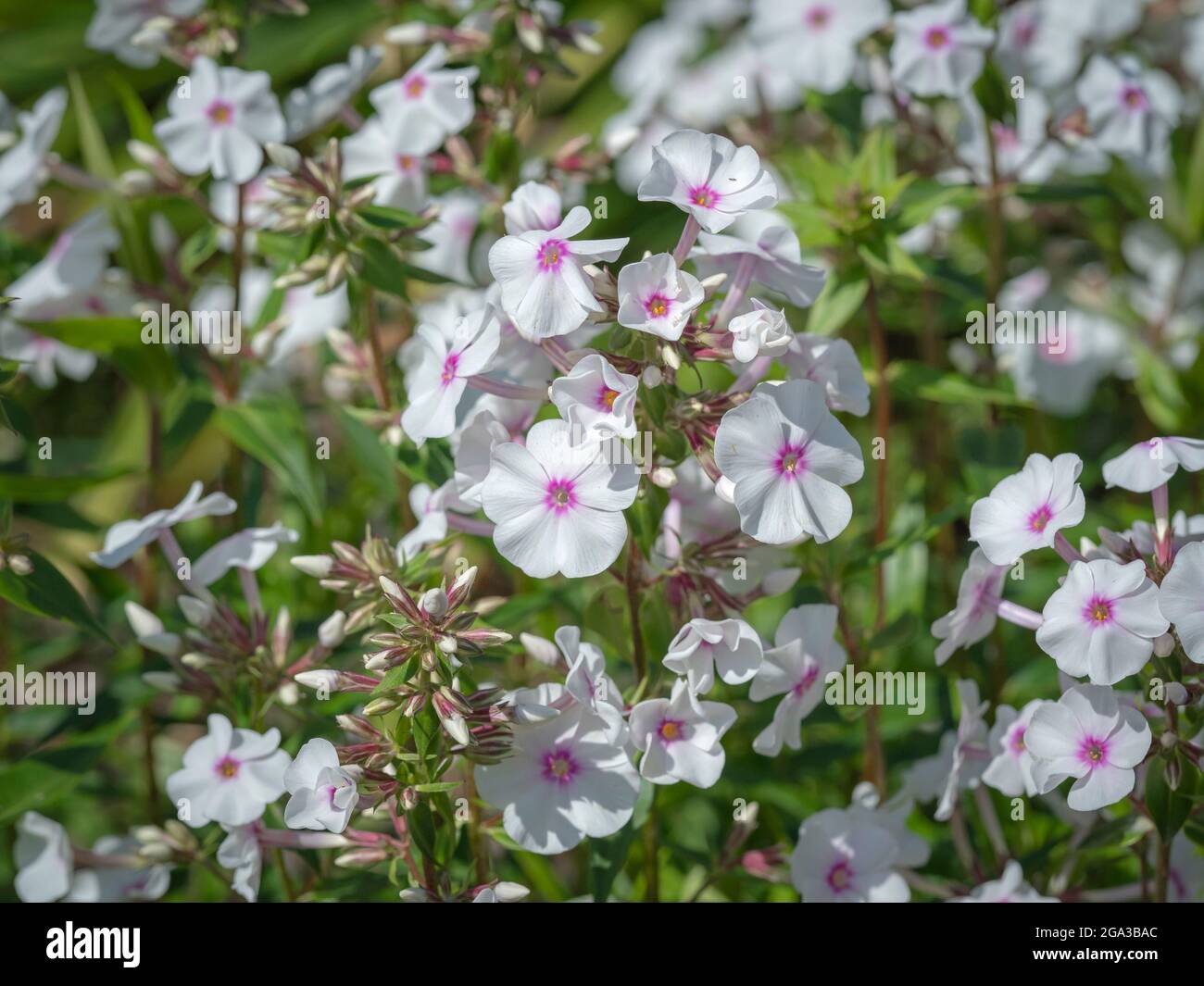 Little white flowers of Phlox maculata Reine de Jour Stock Photo