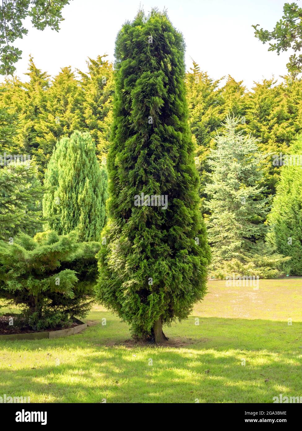 White cedar tree, Thuja occidentalis, in a garden Stock Photo