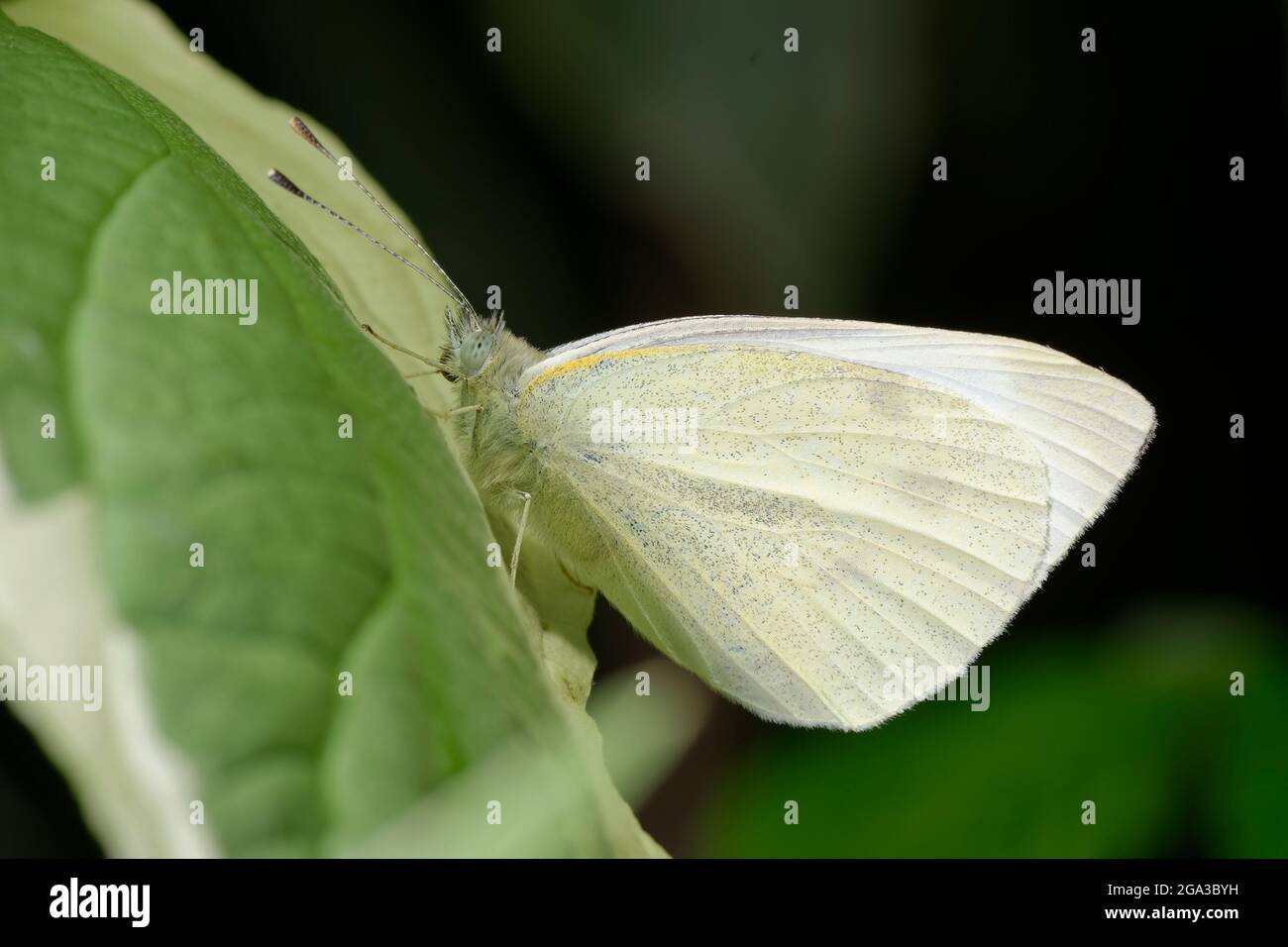 Large White Butterfly - Pieris brassicae at roost on Dogwood Leaf Stock Photo