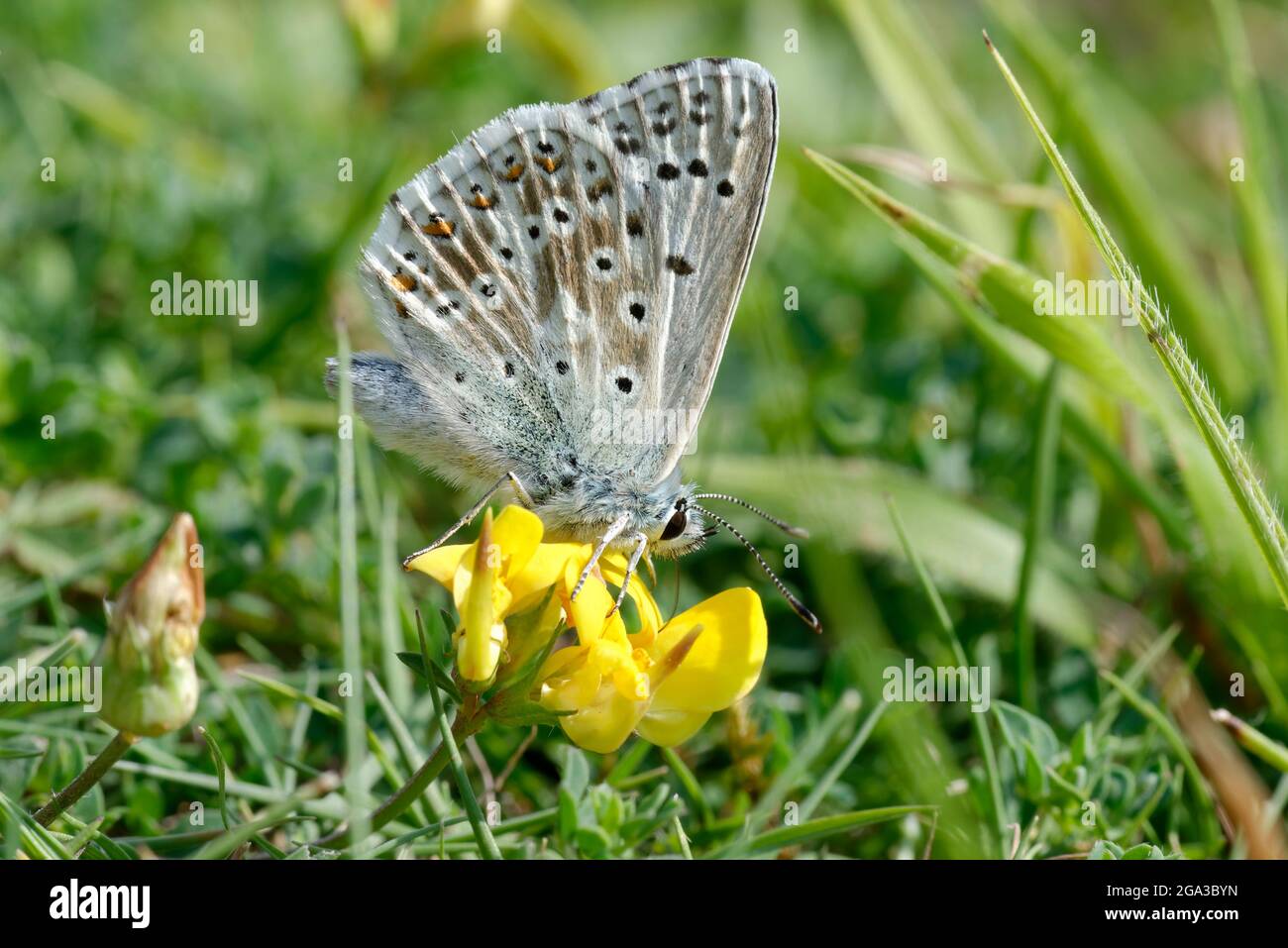 Chalkhill Blue Butterfly - Lysandra coridon, underside feeding on Common Bird's-foot Trefoil - Lotus corniculatus Stock Photo