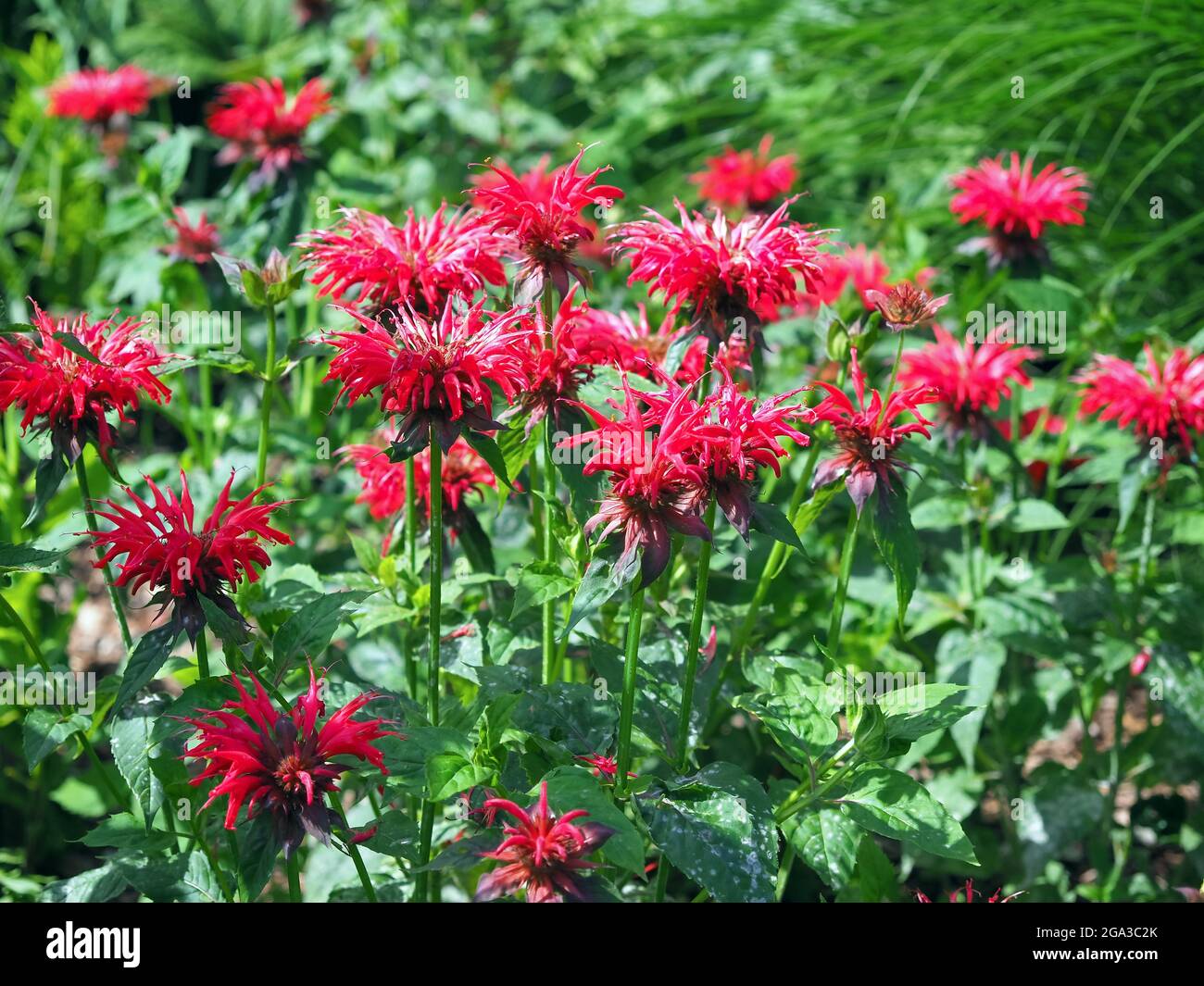 Red bee balm flowers, variety Monarda Cambridge Scarlet Stock Photo