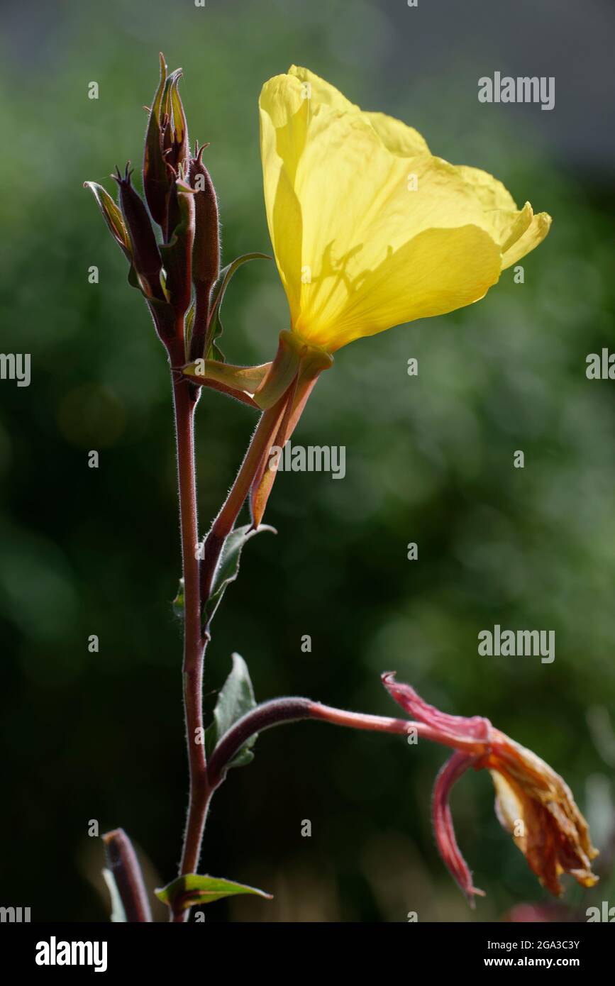Fragrant Evening-primrose - Oenothera stricta, rare intoduction from Chile Stock Photo