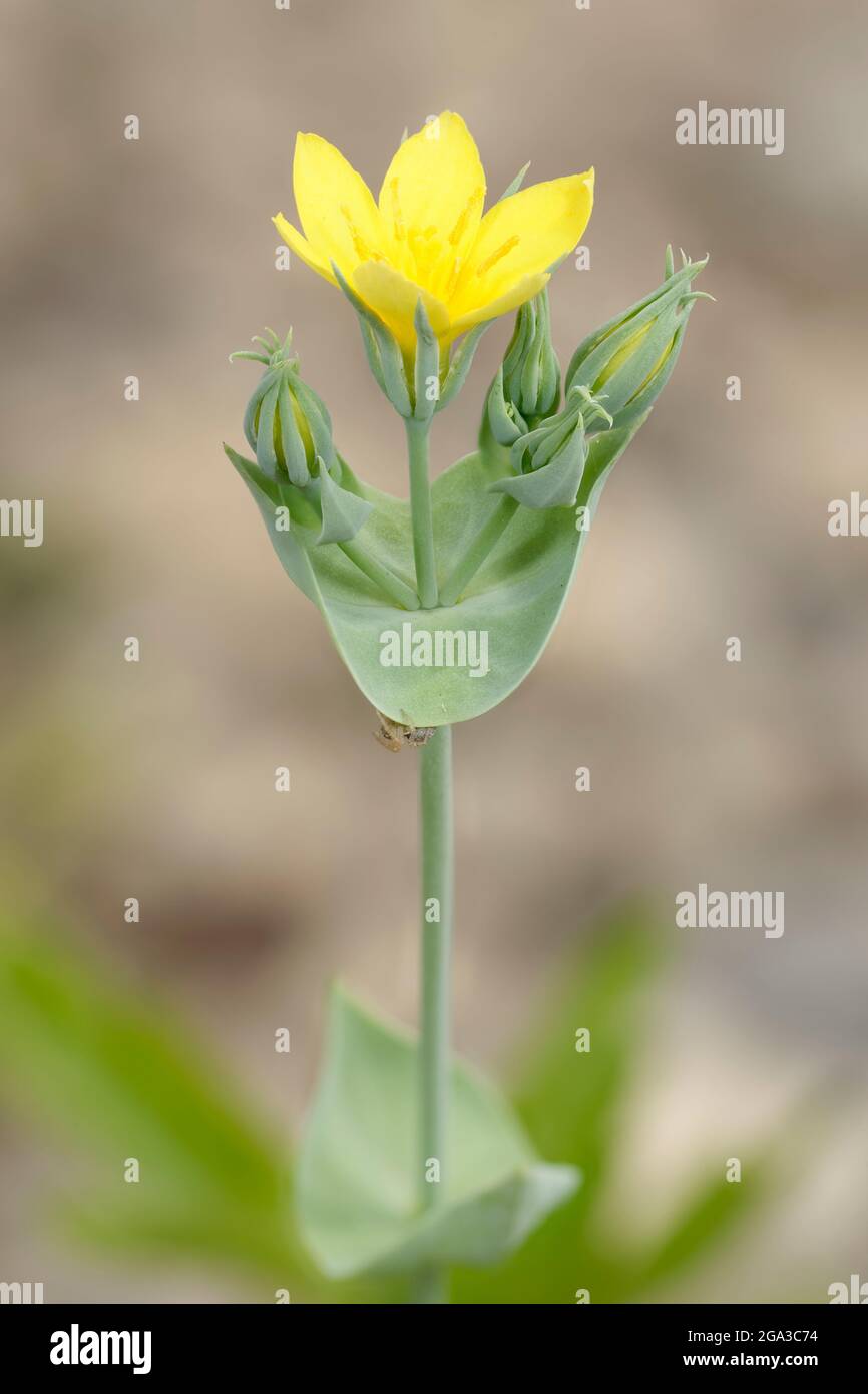 Yellow-wort - Blackstonia perfoliata, Limestone Grassland Flower Stock Photo