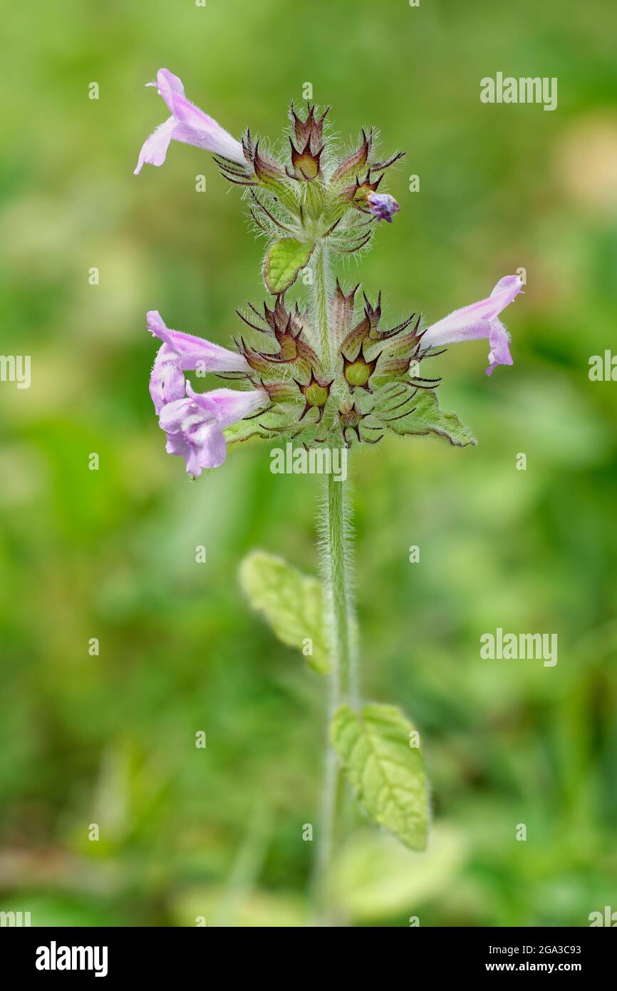 Wild Basil - Clinopodium vulgare, flowerhead with four open flowers Stock Photo