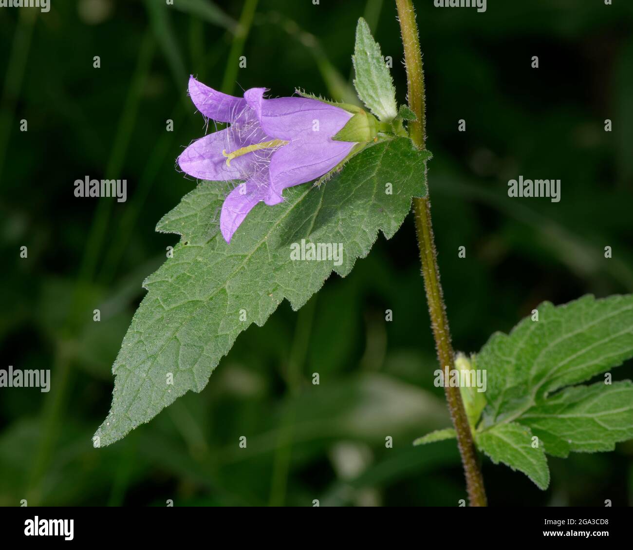 Nettle-leaved Bellflower - Campanula trachelium, single flower & leaf closeup Stock Photo