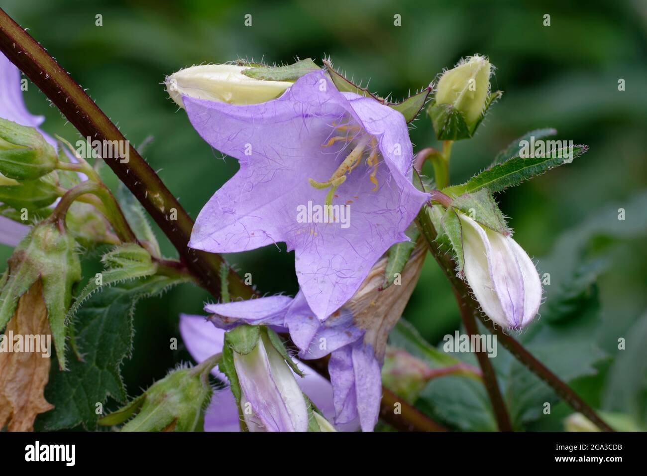 Nettle-leaved Bellflower - Campanula trachelium, flowers & buds Stock Photo