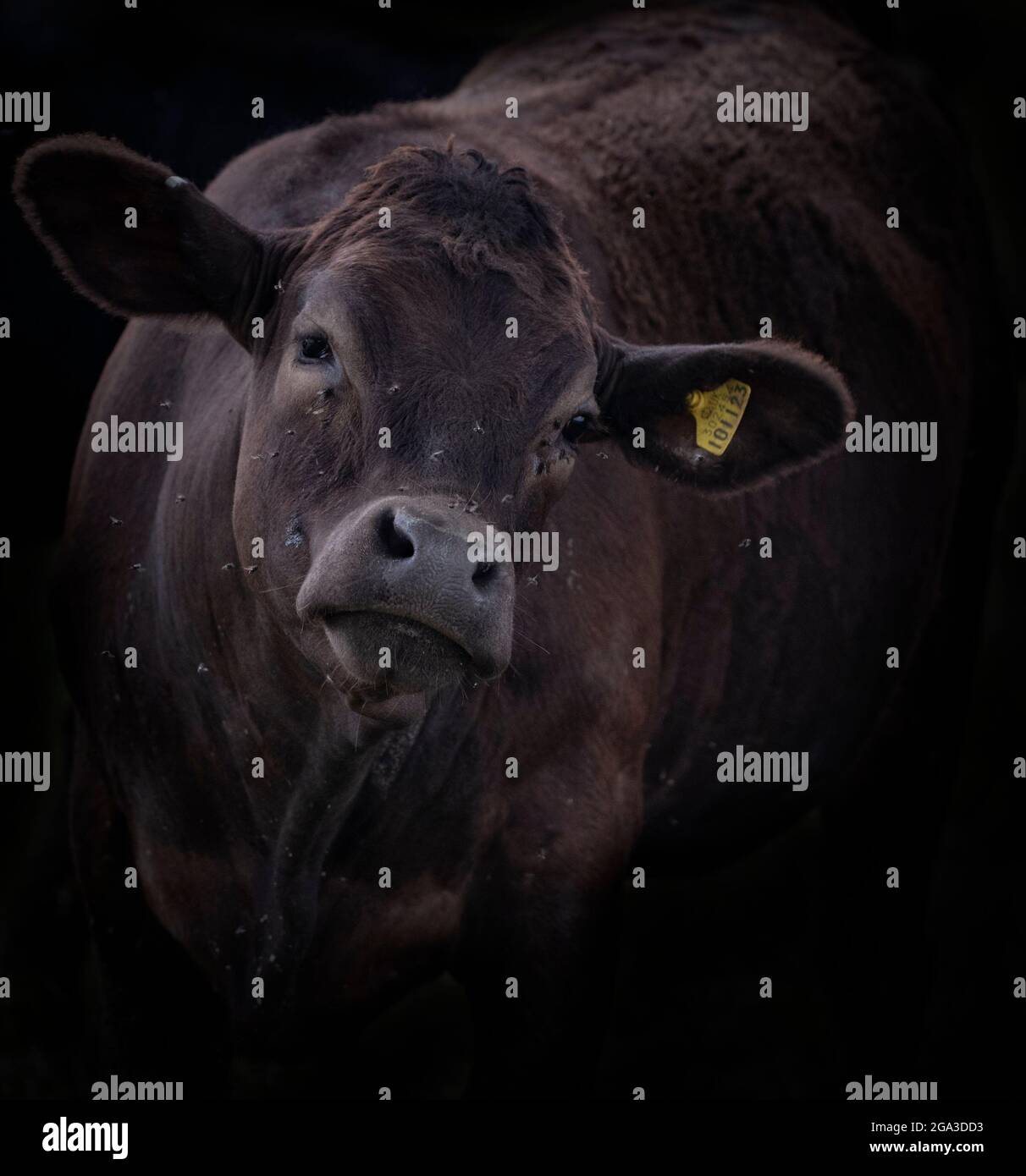 Curious Brown Cow with flies on its face Stock Photo