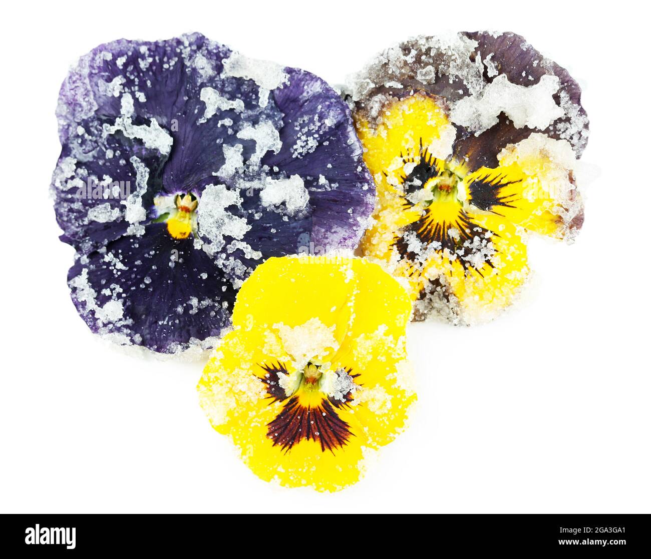Candied sugared violet flowers, isolated on white Stock Photo Alamy