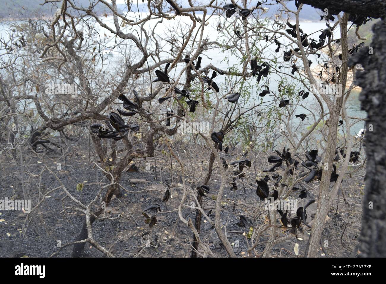 Burned trees after forest fire hi-res stock photography and images - Alamy