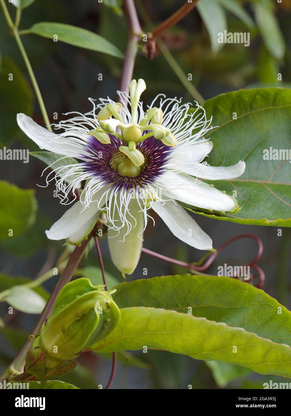 Passionfruit flower (Passiflora edulis), vine growing on a garden fence, near Sheung Shui, New Territories, Hong Kong 10th July 2021 Stock Photo