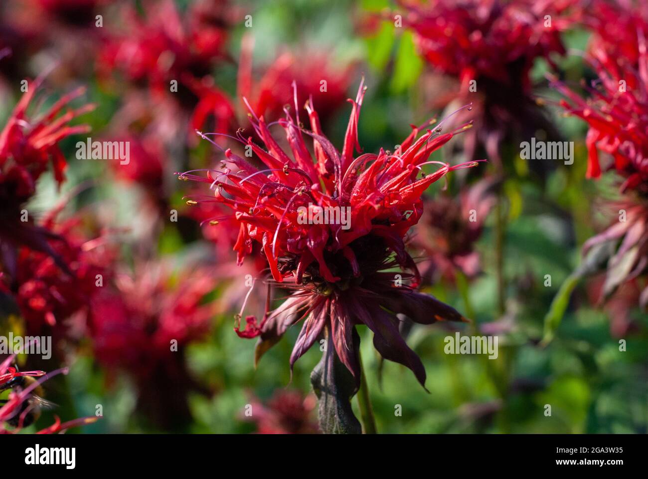 Beebalm flowering plant - Monarda didyma red flowers, closeup Stock Photo