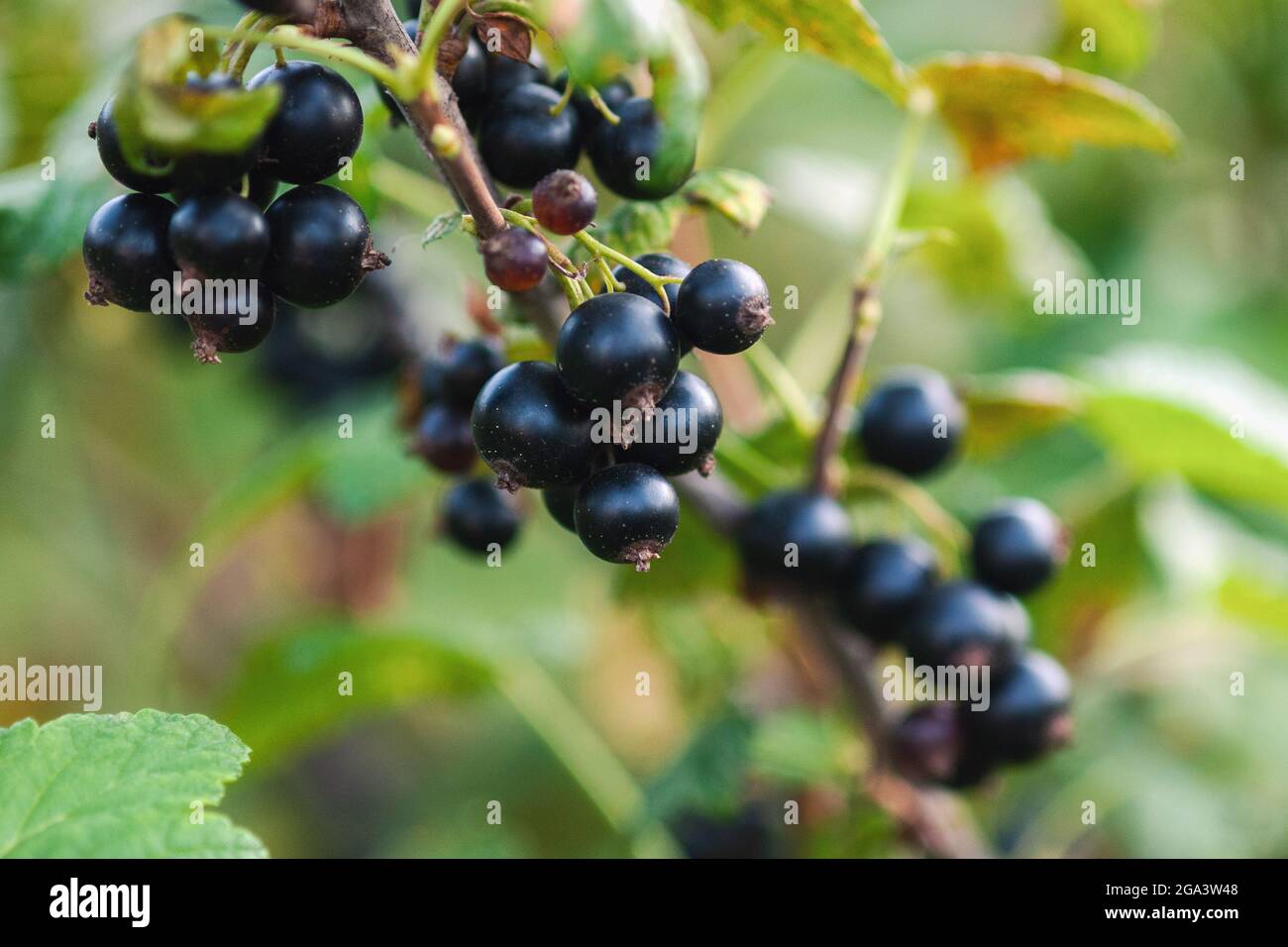 Black currant ripe berries growing on the bush Stock Photo