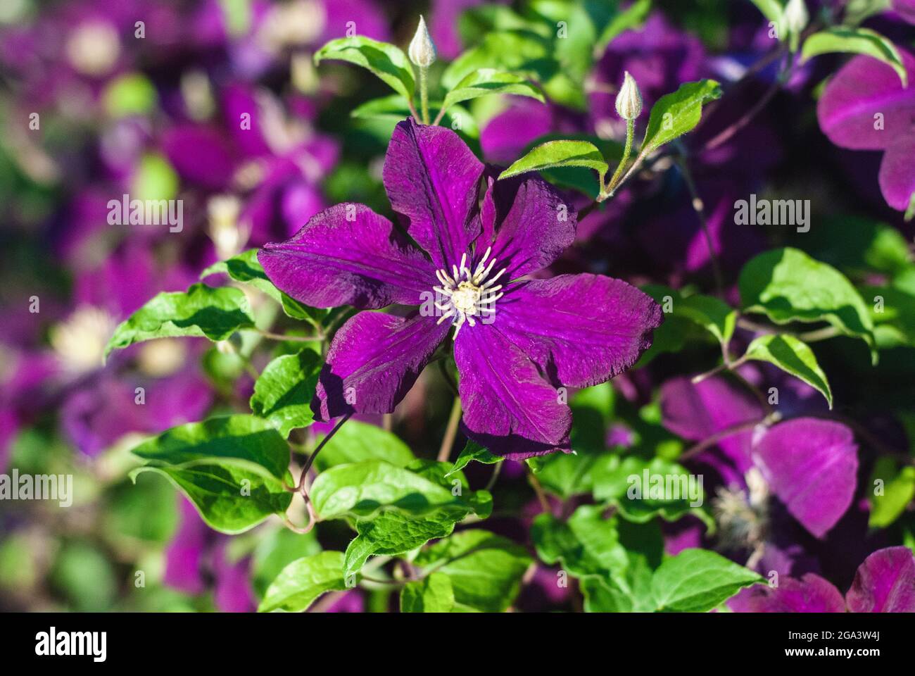 Purple clematis climber plant flowering in the garden, close-up Stock Photo