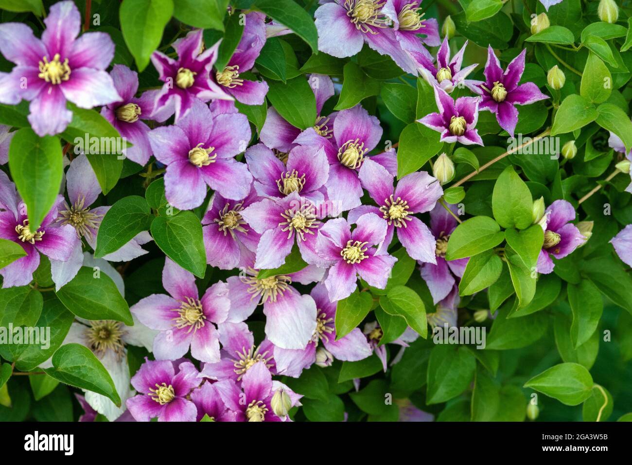 Clematis pink purple flowers on green leaves background Stock Photo