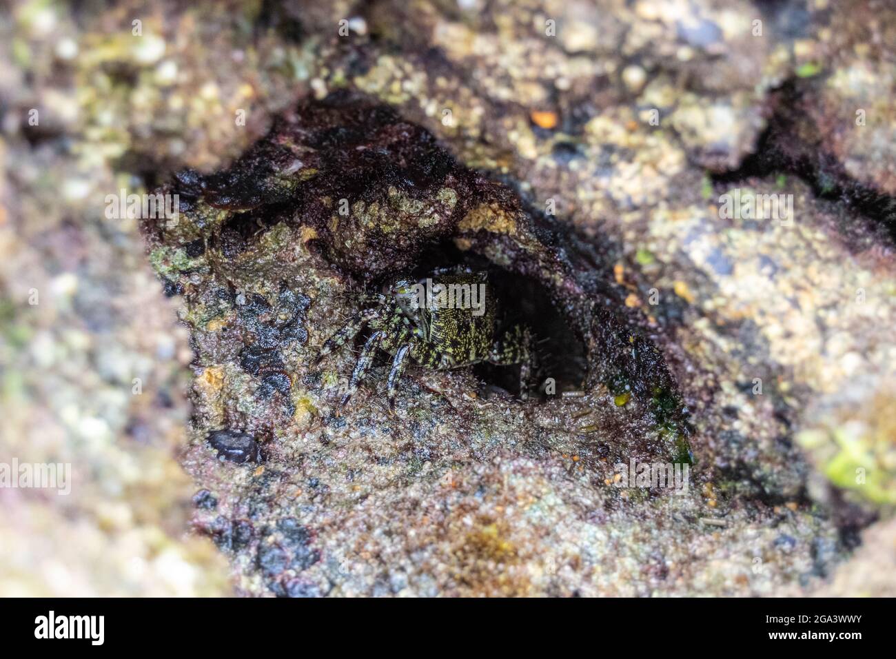 Carcinus maenas crab specie. Small sea crab hides in crack of rock in Portuguese coast. European green crab common littoral crab. Stock Photo