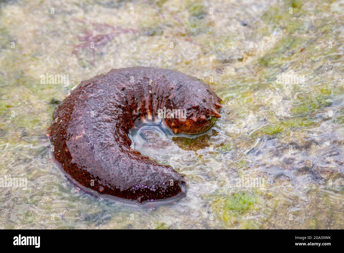 Sea cucumbers, echinoderms from the class Holothuroidea, marine animals with leathery skin and an elongated body containing a single, branched gonad Stock Photo