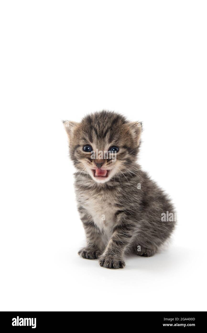 Cute baby newborn tabby kitten crying and isolated on white background