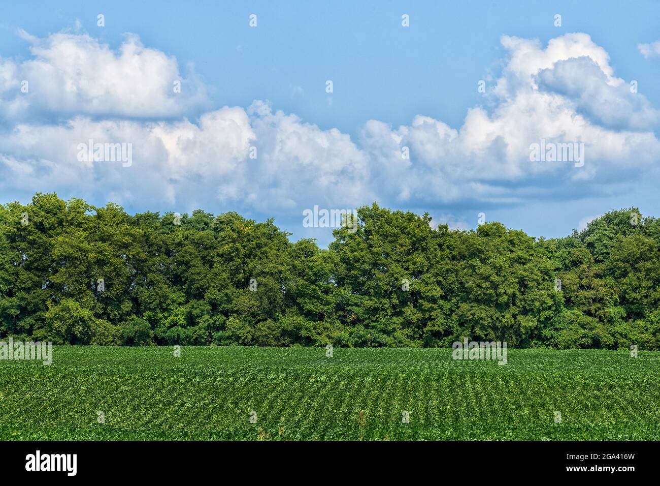 Rows of soybeans in a field, Tennessee Stock Photo