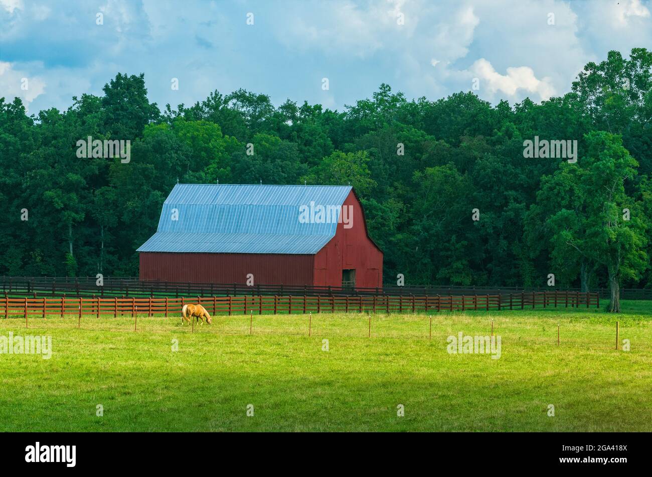 Horse in field with red barn with late afternoon light Stock Photo