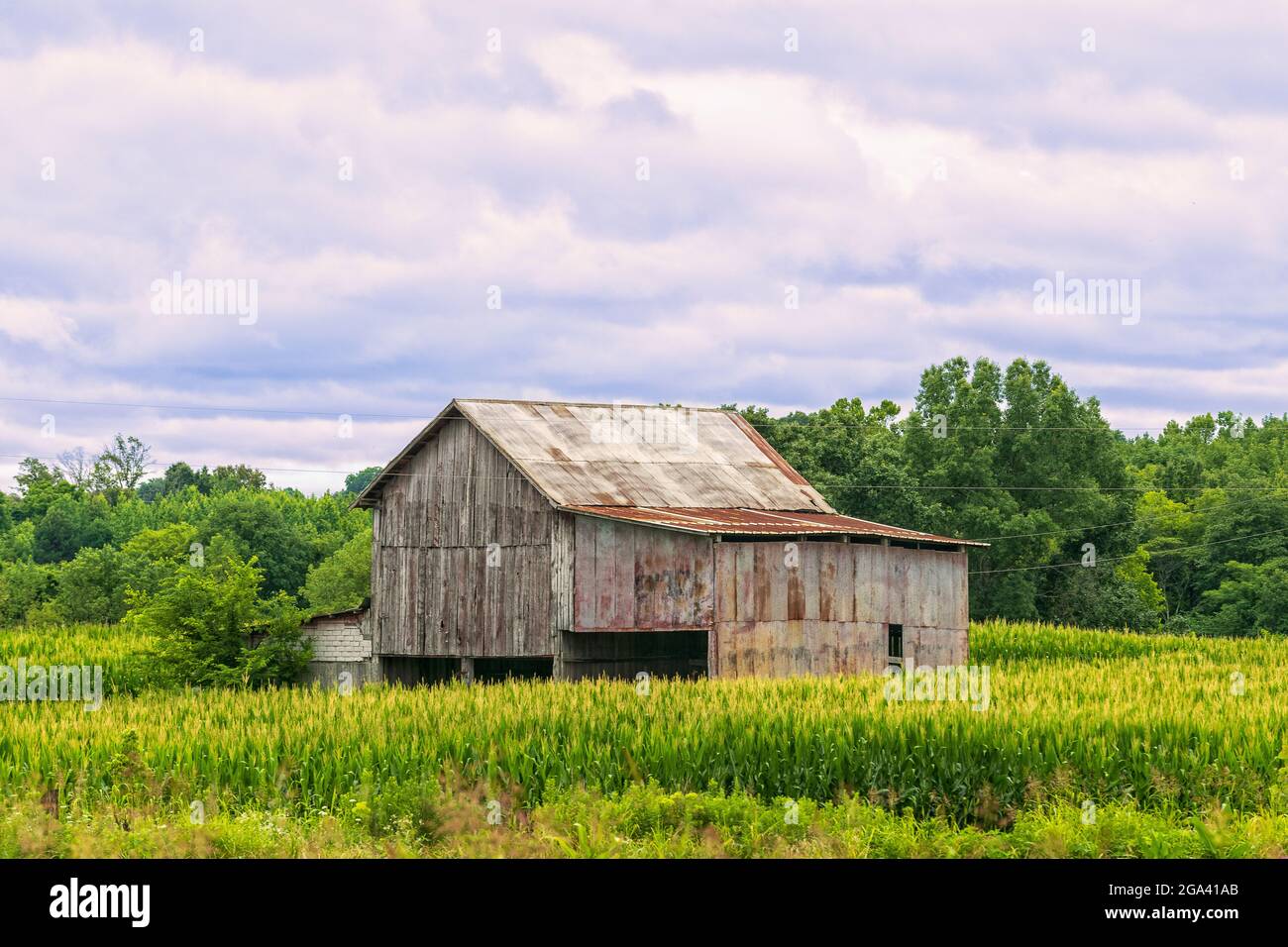 Summer cornfield with wooden barn Stock Photo