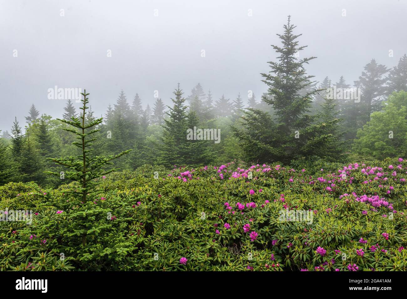 Rhodendron bushes in bloom growing over fence, Cloudland Trail, North Carolina Stock Photo