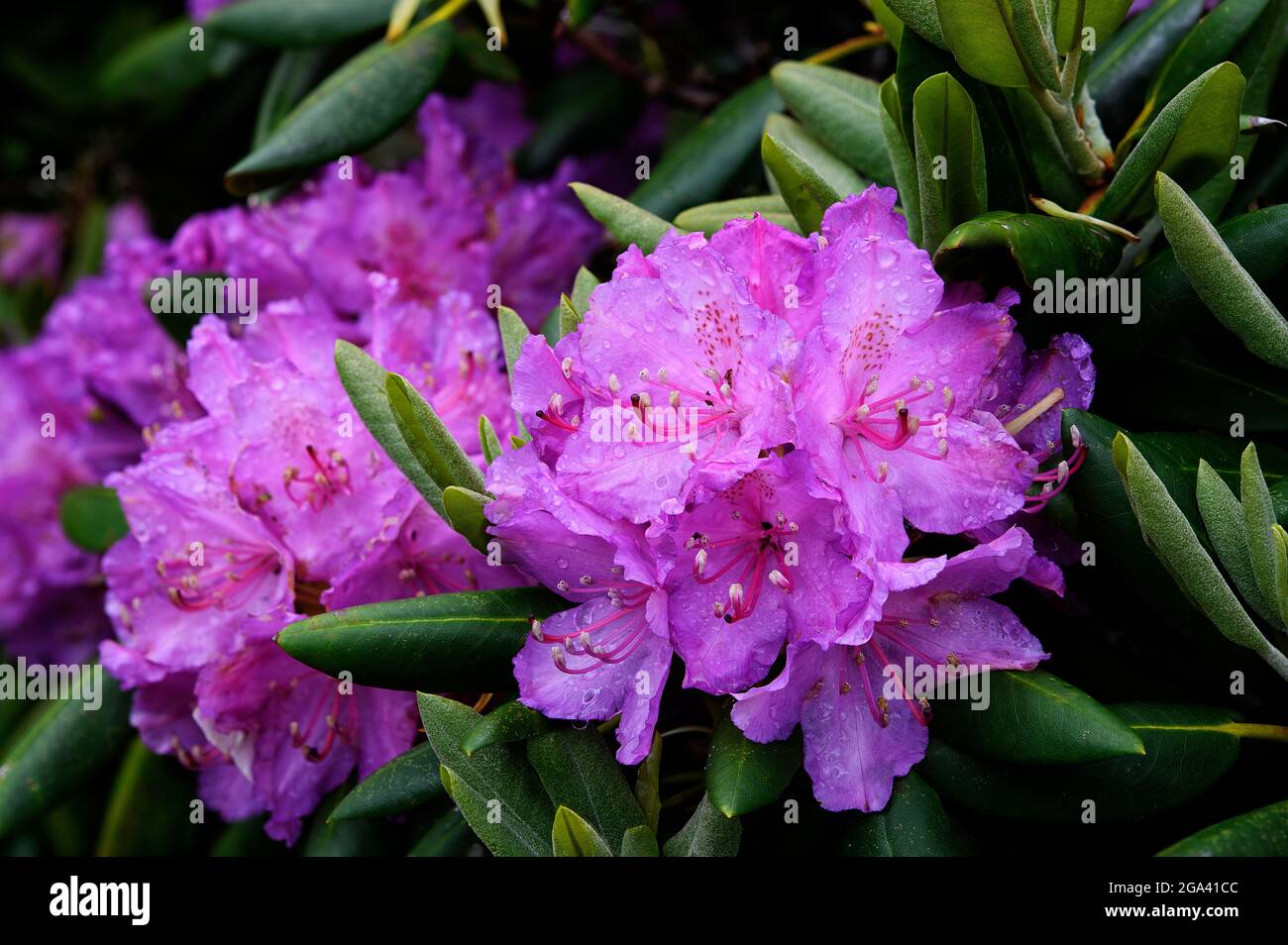 Closeup of Rhodendron bloom, Cloudland Trail, North Carolina Stock Photo