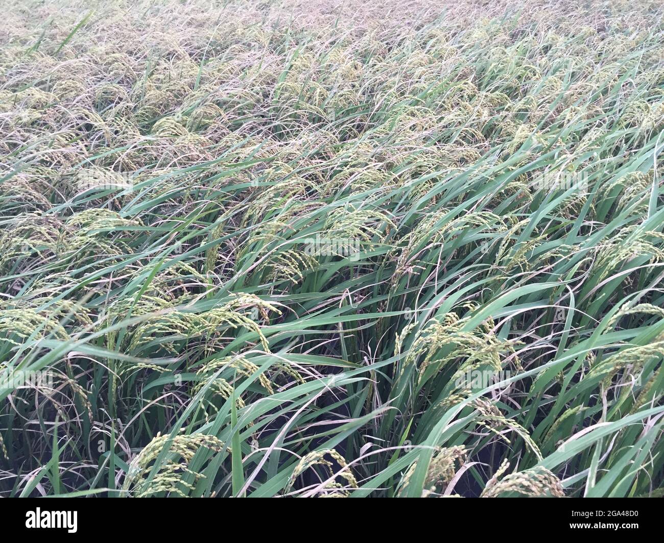 Taiwan Colored Rice Rice fields in Taiwan Stock Photo - Alamy