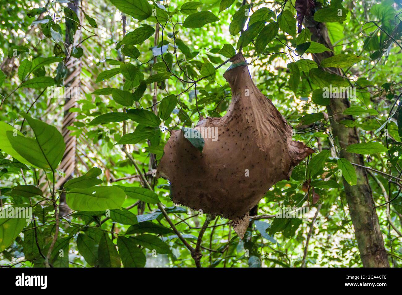 Ant nest on a tree in Madidi National Park, Bolivia Stock Photo