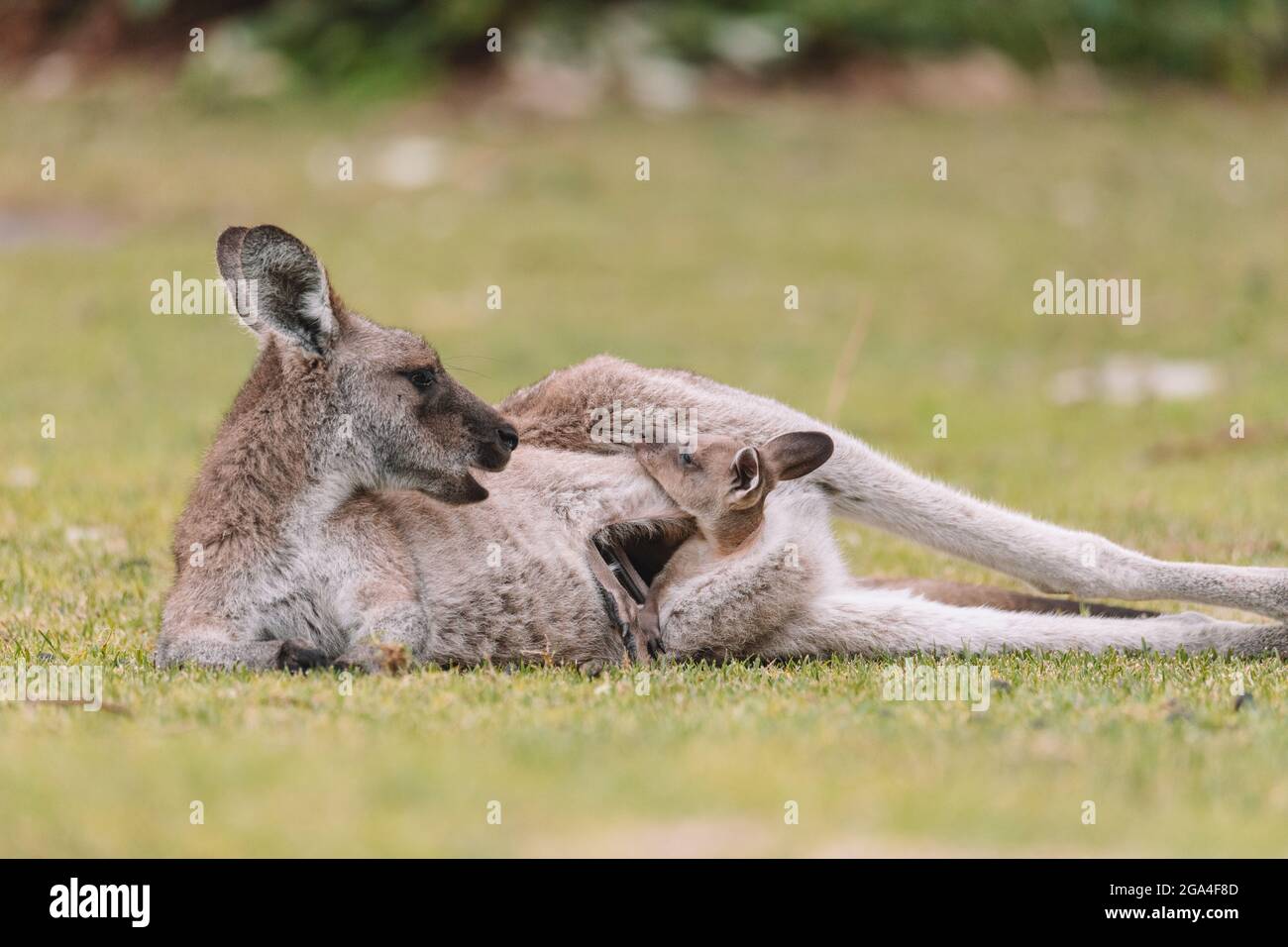 Australia Photography - Mommy Kangaroo With Her Child Desk Mat by Mads00